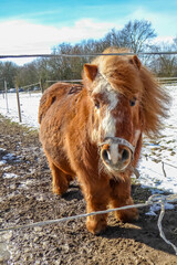 Süßes hellbraunes Shetlandpony auf einer verschneiten Koppel. Der Wind zerzaust die Pferdemähne. Pferdekoppel im Winter bei Uedesheim in der Nähe des Rheinbogens.