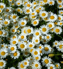 daisies bloomed in the spring in Bulgaria