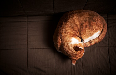 Young Ginger Cat lies on a sofa. From top