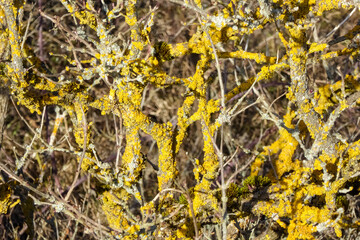 Nahaufnahme eines Gestrüppes mit leuchtend gelbem Moosbewachs. Natural Background. Natürlicher Hintergrund in sanften Gelbtönen und holzigen Holz-Strukturen.
