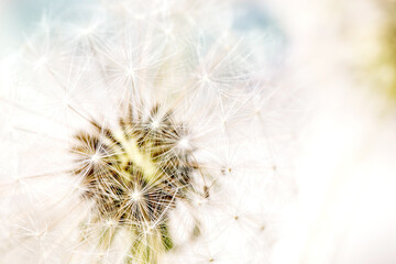 Closeup on blooming dandelions