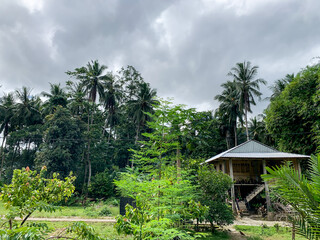 rice terraces tropical garden with bugis traditional house.