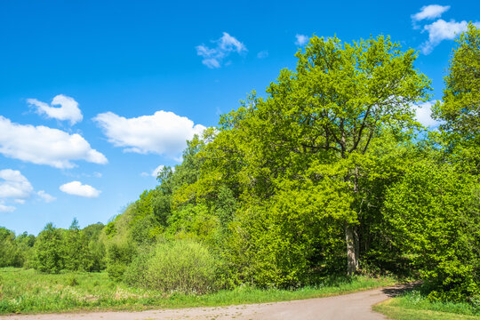 Gravel road with lush trees in a deciduous forest