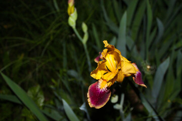 yellow iris flower