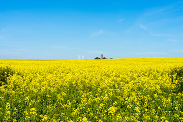 blooming rapeseed fields in Mecklenburg Western Pomerania on a bright summer day