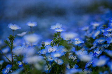 あたり一面に咲くネモフィラ