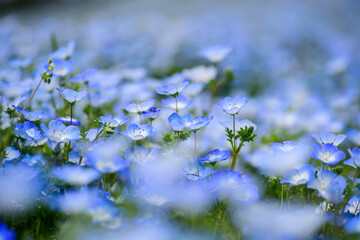 あたり一面に咲くネモフィラ