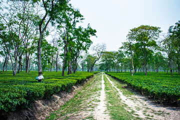 walking trails in the middle of tea garden at day from low angle