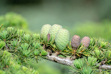 Close-up shot of Blue Atlas Cedar (Cedrus Atlantica) cones