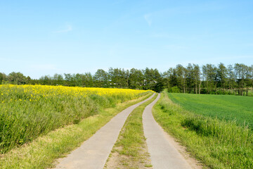 Fototapeta na wymiar small street throug the blooming rapeseed fields in Mecklenburg Western Pomerania on a bright summer day