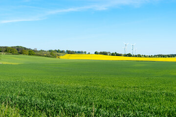 Obraz premium blooming rapeseed fields in Mecklenburg Western Pomerania on a bright summer day