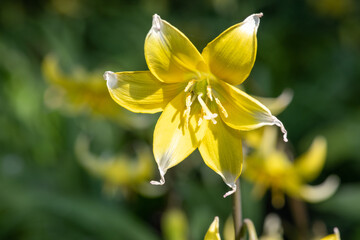 Close up of a late tulip (tulipa urumiensis) flower in bloom