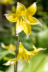Close up of a late tulip (tulipa urumiensis) flower in bloom
