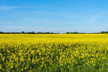 Obraz premium blooming rapeseed fields in Mecklenburg Western Pomerania on a bright summer day