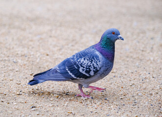 歩行するカワラバト