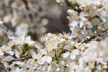 Blooming plum. Candid.