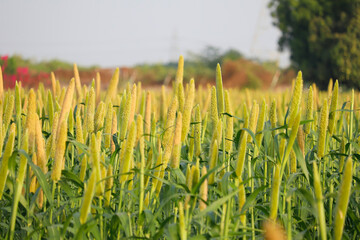 millet or sorghum plant views in a farmland,cultivation pearls millet fields,pearls production of beer and wine,fields of pearl millets ( bajra )