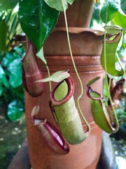 nepenthes plant