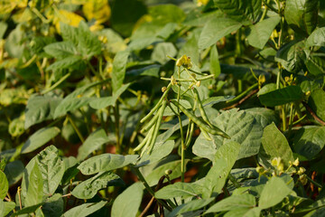 cultivation of Moong,mung bean green pods (Vigna radiata) and mung bean leaves,agriculture concept