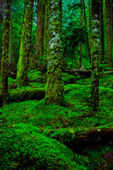 Hoh rain forest nature Mount Rainier National Park in Washington state,USA