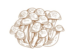 Outlined Asian shimeji mushrooms. Bunch of wild forest fungi. Vintage botanical drawing of Japanese fungus. Contoured hand-drawn vector illustration isolated on white background