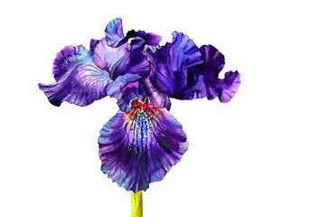 Cute purple iris close-up on an isolated white background. Watercolors, colored pencils, pastels. Poster. Wallpaper. Postcard. Invitation. Decor Banner. Printing.
