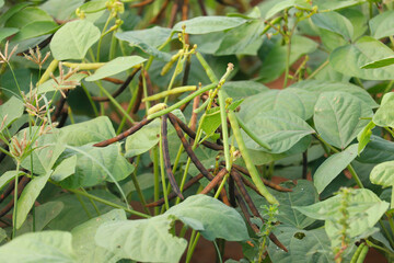 green Mung bean crop close up in agriculture field,Green Gram Crop in the field or Moong, high...
