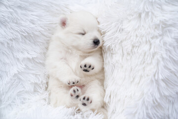 Four Cute Little Japanese Spitz Puppies On The Stairs White Fluffy Dogs Wall Mural Andrey Four Cute Little Japanese Spitz Puppies On The Stairs White Fluffy Dogs Wall Mural Andrey
