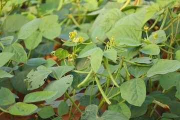 Obraz premium Mung bean green pods (Vigna radiata) and mung bean leaves,mung bean flower,crop planting at the field,mung bean agriculture background,