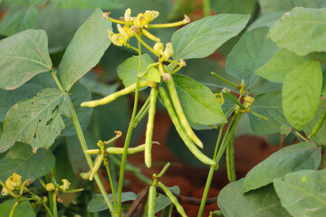 mung bean flower, crop planting at the field,mung bean and plant beautiful view,mung bean,field of...