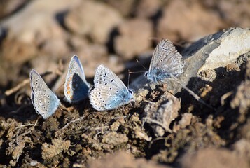 Restharrow blue