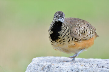 camouflage with black chest bird making moon walking with dancing steps on rock, female of Barred Buttonquail