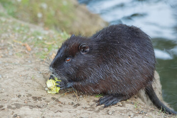 A nutria on the river bank eats vegetables