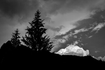 Fototapeta premium High contrast silhouette landscape of a pine tree and a hill with light cloud in the background. Black and white picture..
