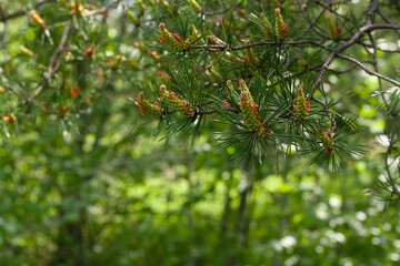 spring pine