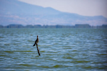 Cormorant resting on a dead tree branch in the water of Lake Kerkini, Northern Greece, spring wildlife landscape with blurred mountain in the background