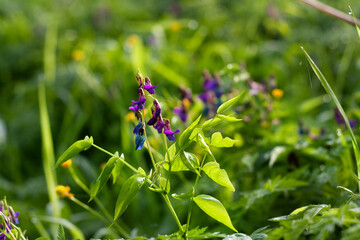forest flowers