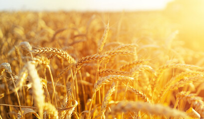 Wheat field. Ears of golden wheat close up. Beautiful Nature Sunset Landscape. Rural Scenery under...