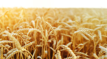 Wheat field. Ears of golden wheat close up. Beautiful Nature Sunset Landscape. Rural Scenery under Shining Sunlight. Background of ripening ears of wheat field. Rich harvest Concept...