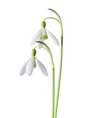Two spring snowdrops, blooming and fresh, isolated on white background.