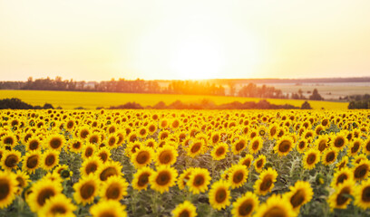 Obraz premium Beautiful panoramic view of a field of sunflowers in the light of the setting sun. Yellow sunflower close up. Beautiful summer landscape with sunset and flowering meadow Rich harvest Concept.