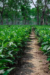 tea garden with walking trails leading line and many tree in the background from flat angle