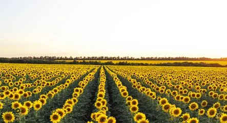 Gardinen Field with sunflowers. An endless field with the same flowers of a sub-tree, a summer landscape. Harvesting concept.Panoramic view, banner. © Nadya Vetrova