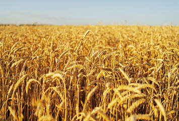 Wheat field. Ears of golden wheat close up. Beautiful Nature Sunset Landscape. Rural Scenery under...