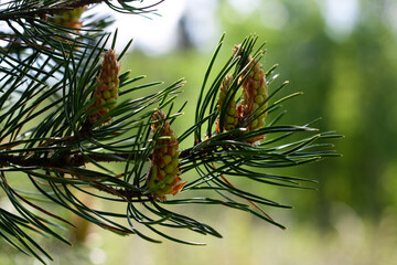 the pine tree blooms
1
