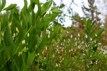 violet meadow and kupena