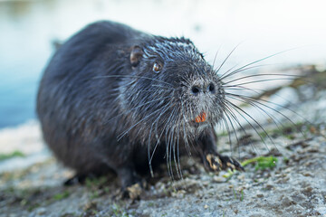 A nutria coypu in search of food