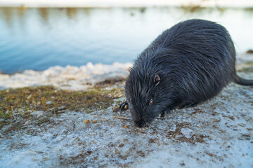 A nutria coypu in search of food