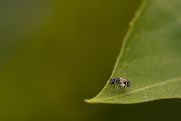 Macro image of a small black bee siting on a green leaf with blurred background
