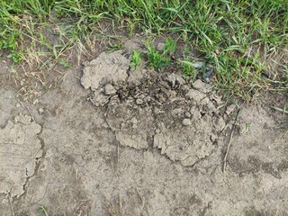 Dried cow cake on the ground